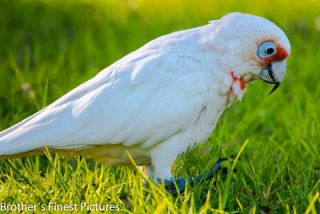 Link to Photo | photography, photograph, creature, parrot, Kakadu, color, white, Cacatuidae, Victoria, Australia, 2024, bird, animal, Little Corella, nature