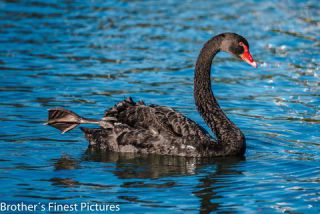 Link to Photo | photography, photograph, creature, Black Swan, color, swan, Victoria, Australia, 2024, birds, animal
