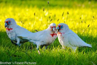 Link to Photo | photography, photograph, creature, parrot, Kakadu, color, white, Cacatuidae, Victoria, Australia, 2024, bird, animal, Little Corella, nature
