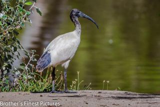 Link to Photo | photography, photograph, creature, color, Victoria, Australia, 2024, birds, Australian White Ibis, animal