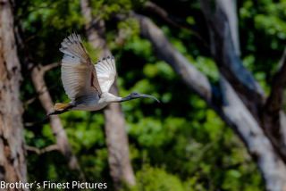 Link to Photo | photography, photograph, creature, color, Victoria, Australia, 2024, birds, Australian White Ibis, animal