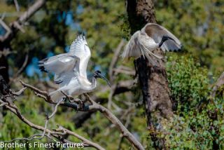 Link to Photo | photography, photograph, creature, color, Victoria, Australia, 2024, birds, Australian White Ibis, animal