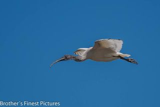 Link to Photo | photography, photograph, creature, color, Victoria, Australia, 2024, birds, Australian White Ibis, animal
