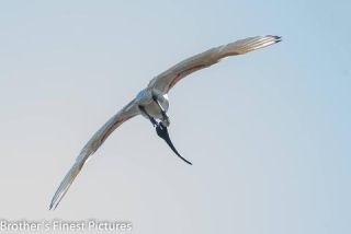 Link to Photo | photography, photograph, creature, color, Victoria, Australia, 2024, birds, Australian White Ibis, animal