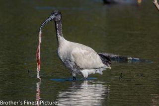 Link to Photo | photography, photograph, creature, color, Victoria, Australia, 2024, birds, Australian White Ibis, animal
