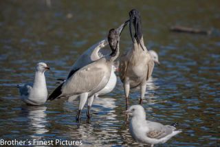 Link to Photo | photography, photograph, creature, color, Victoria, Australia, 2024, birds, Australian White Ibis, animal