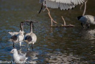 Link to Photo | photography, photograph, creature, color, Victoria, Australia, 2024, birds, Australian White Ibis, animal