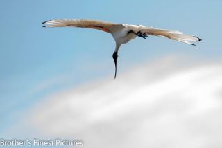 Link to Photo | photography, photograph, creature, color, Victoria, Australia, 2024, birds, Australian White Ibis, animal
