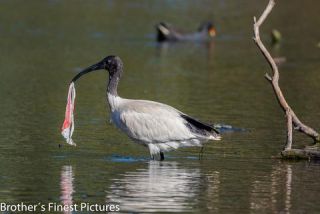 Link to Photo | photography, photograph, creature, color, Victoria, Australia, 2024, birds, Australian White Ibis, animal