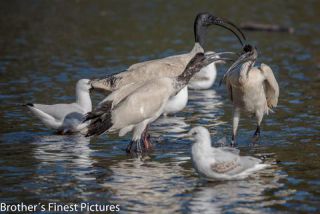 Link to Photo | photography, photograph, creature, color, Victoria, Australia, 2024, birds, Australian White Ibis, animal