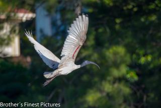Link to Photo | photography, photograph, creature, color, Victoria, Australia, 2024, birds, Australian White Ibis, animal