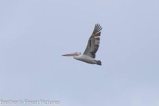 Link to Photo | photography, Pelicans, photograph, creature, Pelecanus, flight, color, Victoria, Australia, 2024, birds, animal