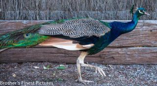 Link to Photo | photography, photograph, creature, color, Victoria, Australia, 2024, animal