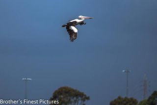 Link to Photo | photography, Pelicans, photograph, creature, Pelecanus, flight, color, Victoria, Australia, 2024, birds, animal