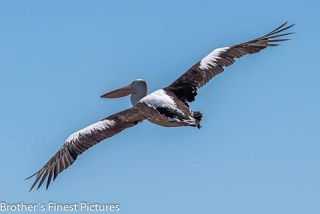 Link to Photo | photography, Pelicans, photograph, creature, Pelecanus, flight, color, Victoria, Australia, 2024, birds, animal