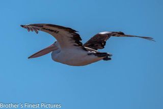 Link to Photo | photography, Pelicans, photograph, creature, Pelecanus, flight, color, Victoria, Australia, 2024, birds, animal