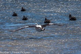 Link to Photo | photography, Pelicans, photograph, creature, Pelecanus, flight, color, Victoria, Australia, 2024, birds, animal