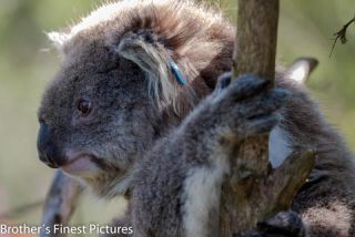 Link to Photo | mammal, photography, photograph, creature, color, wildlife, marsupial, Koala, Victoria, Australia, 2024, Great Otway National Park, animal