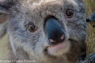 Link to Photo | mammal, photography, photograph, creature, color, wildlife, marsupial, Koala, Victoria, Australia, 2024, Great Otway National Park, animal