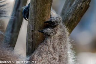 Link to Photo | mammal, photography, photograph, creature, color, wildlife, marsupial, Koala, Victoria, Australia, 2024, Great Otway National Park, animal