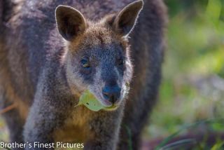 Link to Photo | mammal, photography, photograph, creature, color, Macropodidae, wildlife, marsupial, heraldic animal, Victoria, Australia, 2024, Great Otway National Park, animal, nature