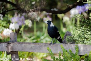 Link to Photo | Australian Magpie, photography, photograph, creature, color, Victoria, Australia, 2024, birds, animal
