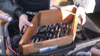 Link to Video | aquaculture, trout