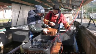 Link to Video | Salmo trutta fario, aquaculture, fish farming, color, trout, 4K resolution, 2020, Salmo trutta, Austria, day