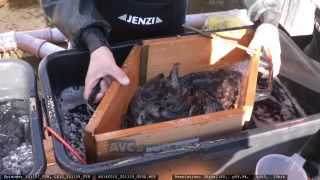 Link to Video | aquaculture, trout