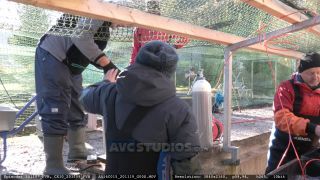 Link to Video | Salmo trutta fario, aquaculture, fish farming, color, trout, 4K resolution, 2020, Salmo trutta, Austria, day