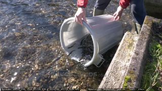 Link to Video | aquaculture, trout