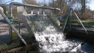 Link to Video | aquaculture, trout