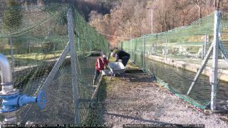 Link to Video | aquaculture, trout