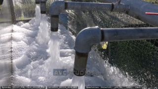 Link to Video | aquaculture, trout