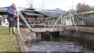 Link to Video | aquaculture, trout