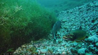 Link to Video