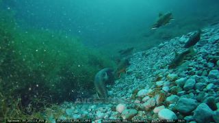Link to Video