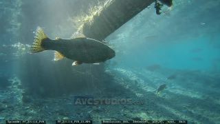 Link to Video