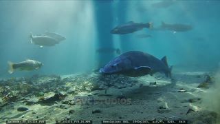 Link to Video