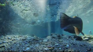Link to Video