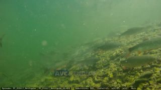 Link to Video