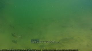 Link to Video
