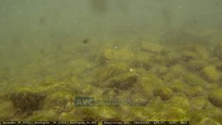 Link to Video