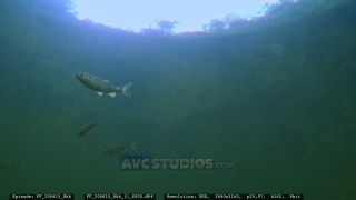 Link to Video