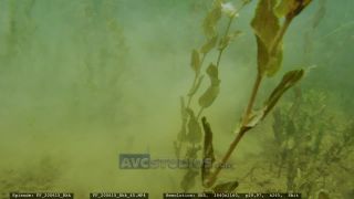 Link to Video