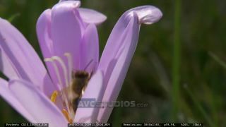 Link to Video