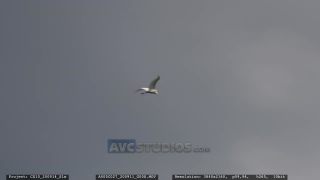 Link to Video