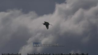 Link to Video