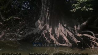 Link to Video