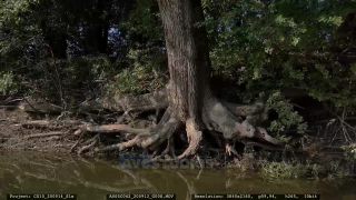 Link to Video